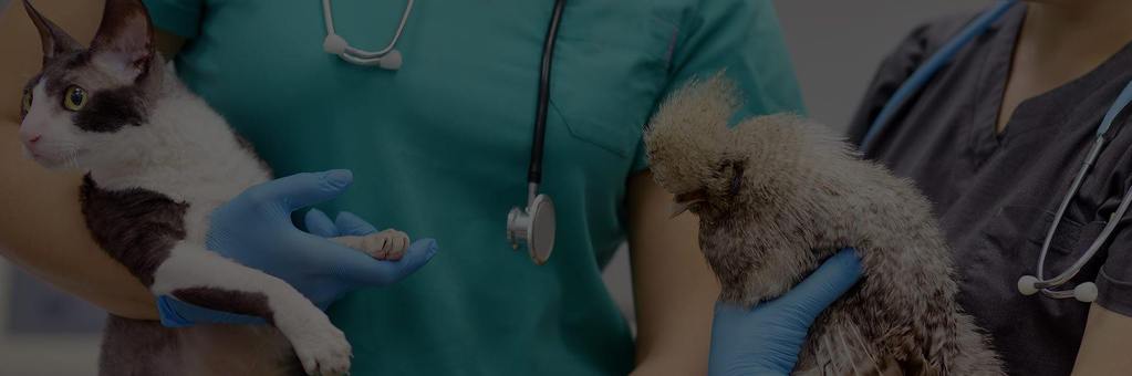 two doctor with stethoscope holding pets